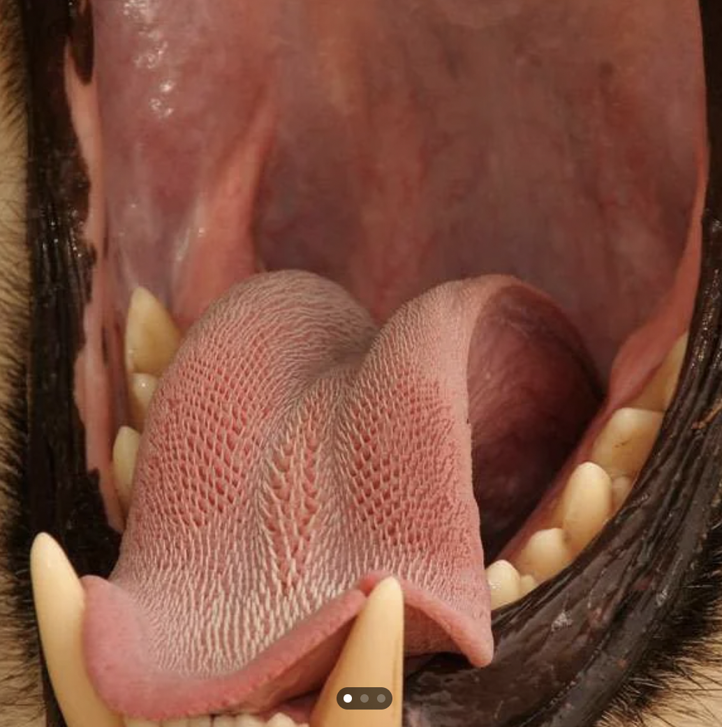 lion tongue - 8